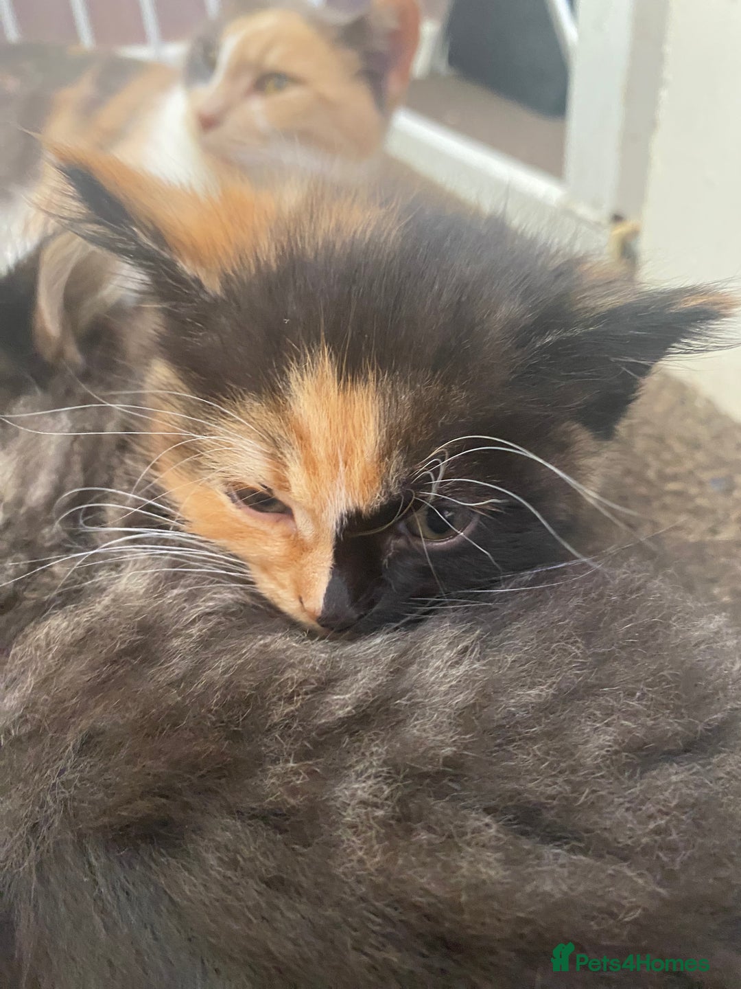 Mixed Breed cats for sale: 3 female and 1 male kitten for sale  - Image 3