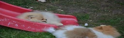 Pomeranian dogs for sale: Bentley – Beautiful Silver-Toned Pomeranian Boy 🐾 - Advert 16