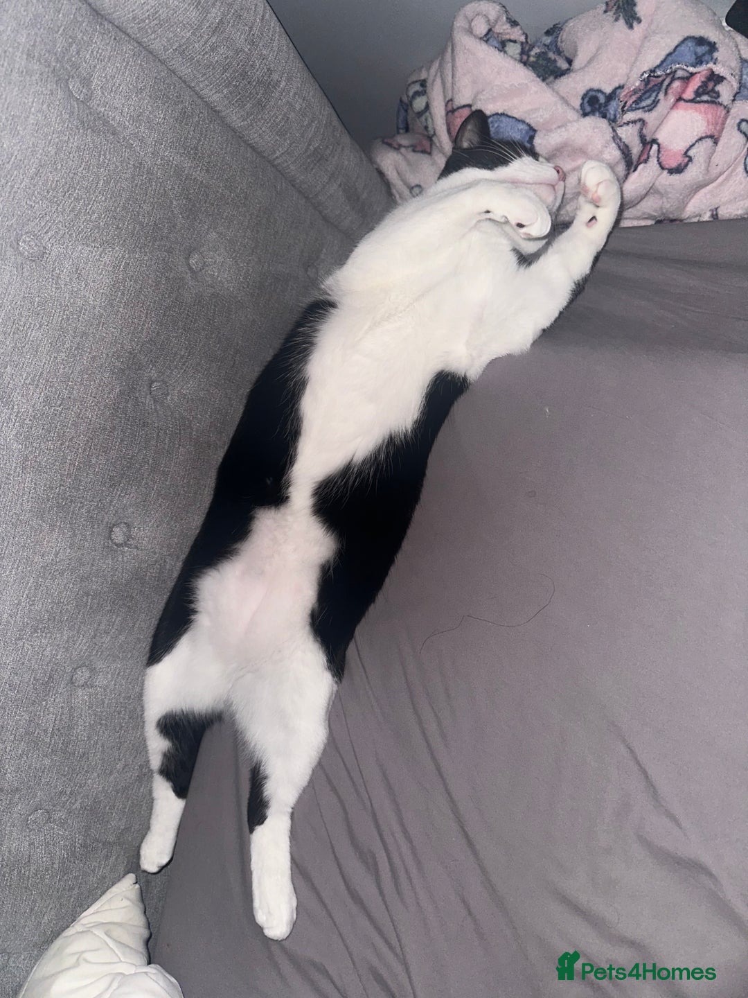 Domestic Shorthair cats for sale: 2 year old male cat - Image 12