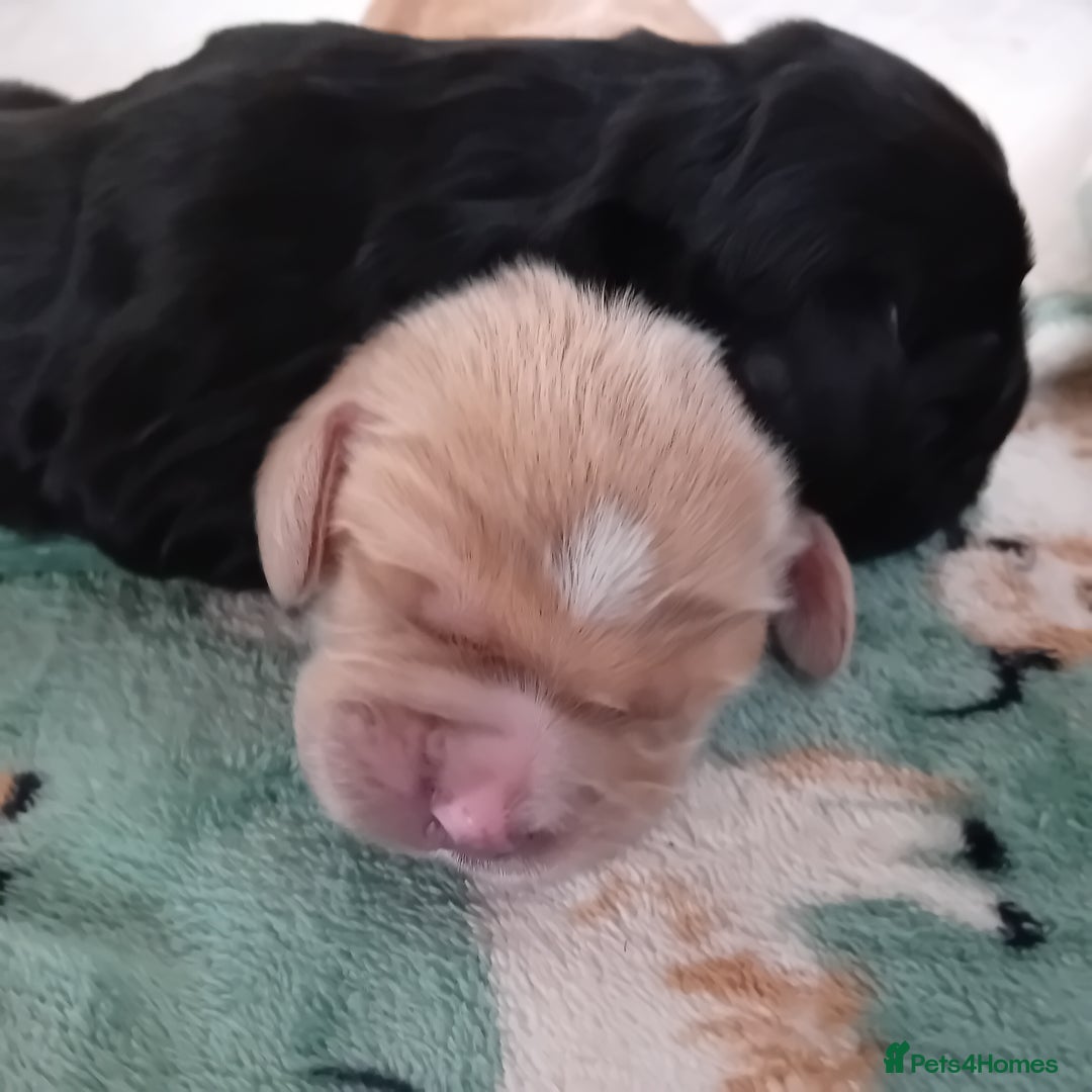 Cocker Spaniel dogs for sale: KC REGISTERED WORKING COCKER SPANIELS  - Image 9
