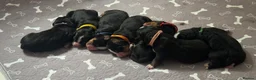 Bernese Mountain Dog dogs for sale: KC Registered Bernese Mounrain Dog Puppies - Advert 6