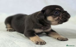 French Bulldog dogs for sale: TOP QUALITY KC REG FRENCHIES AVAILABLE  - Image 16