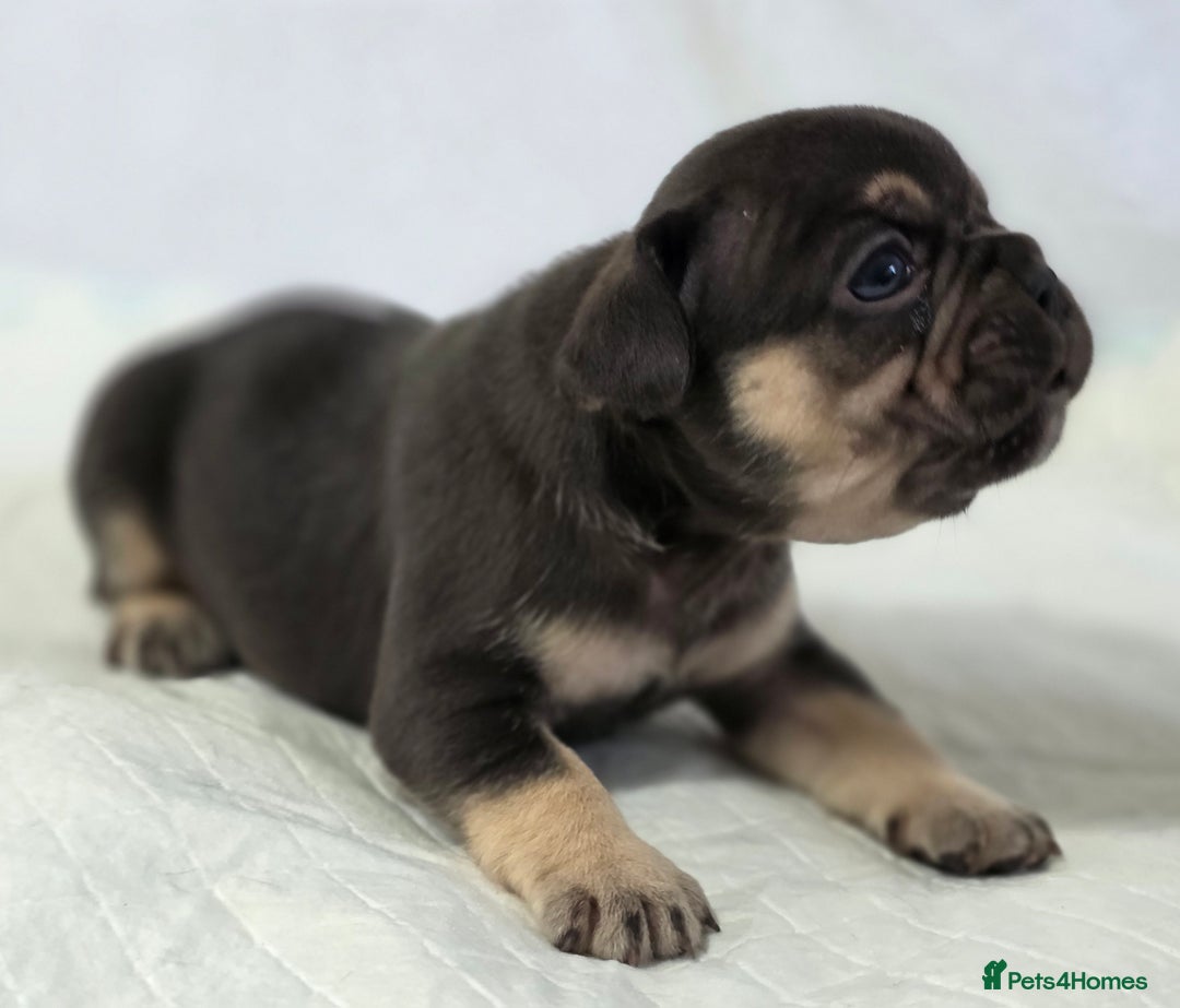 French Bulldog dogs for sale: TOP QUALITY KC REG FRENCHIES AVAILABLE  - Image 16