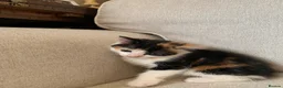 Mixed Breed cats for sale: Kittens Seeking Forever Homes! - Advert 7