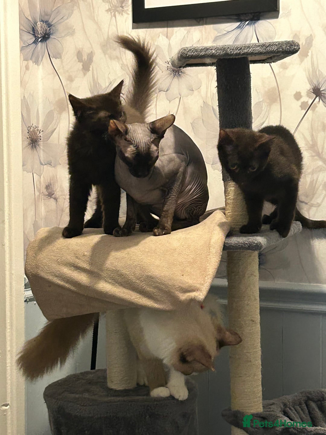 Mixed Breed cats for sale: Ragdoll x sphynx babies - Image 7