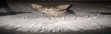 Light pink collar 