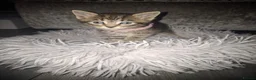 Mixed Breed cats for sale: Stunning kittens for sale - Advert 12