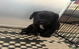 Cocker Spaniel dogs for sale: Cocker spaniel puppies  - Image 6