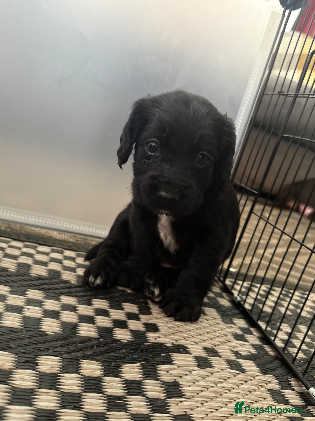 Cocker Spaniel dogs for sale: Cocker spaniel puppies  - Image 6