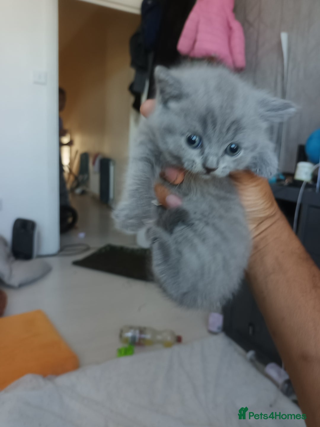 British Shorthair cats for sale: British shorthair kittens - Image 8