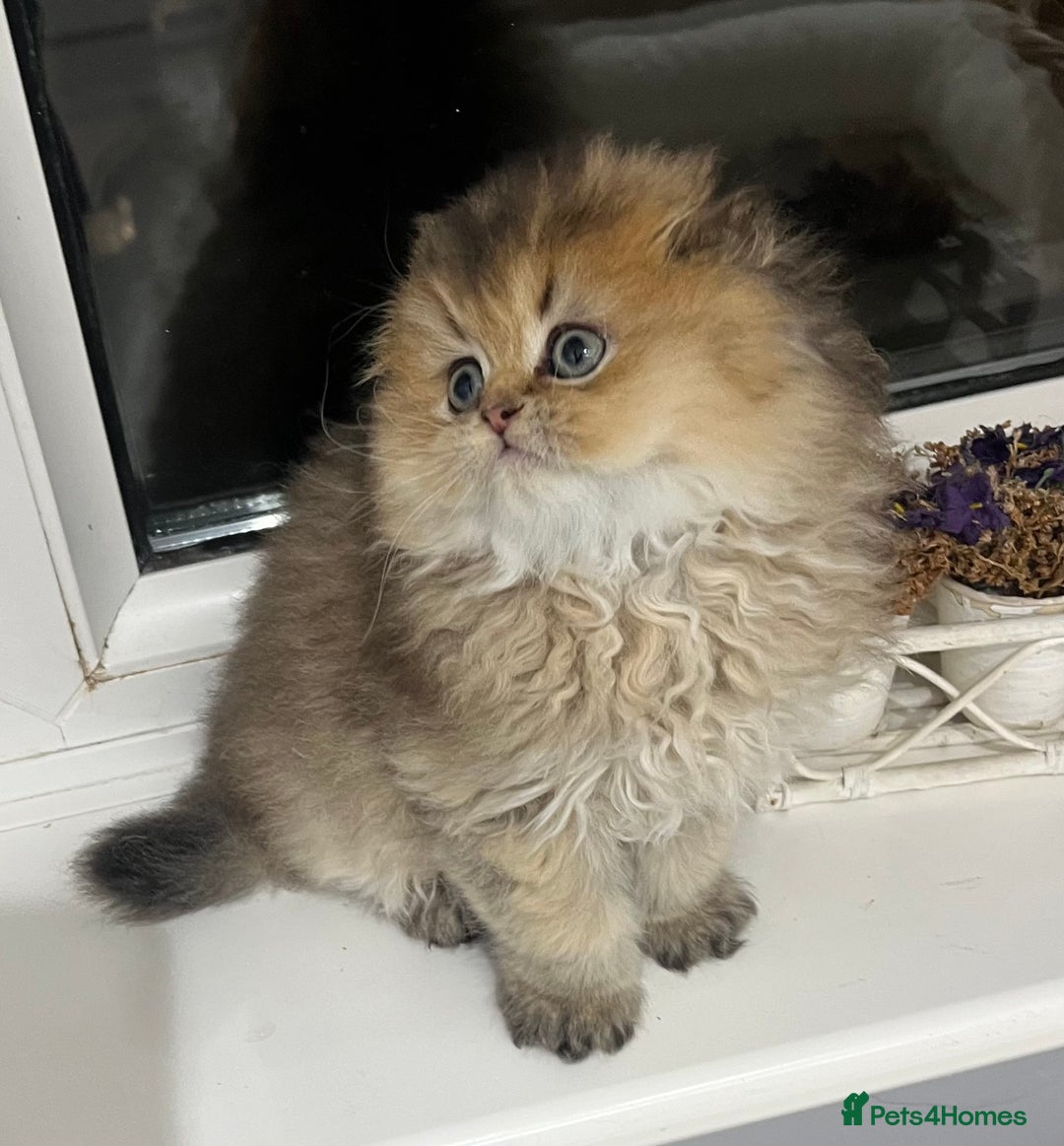 Scottish Fold cats for sale: Pedigree cutest SFLH kittens   - Advert 13