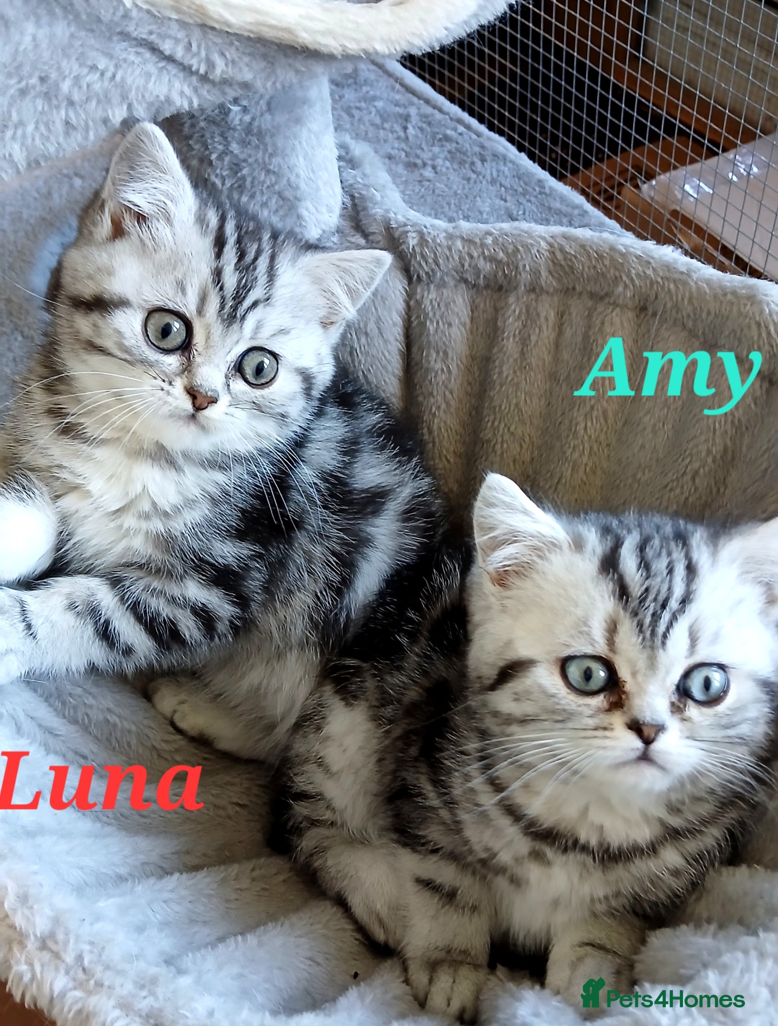 British Shorthair cats Bsh .Silver Classic Tabby. GCCF. - Advert 2