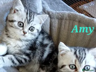 British Shorthair cats Bsh .Silver Classic Tabby. GCCF. - Advert 2