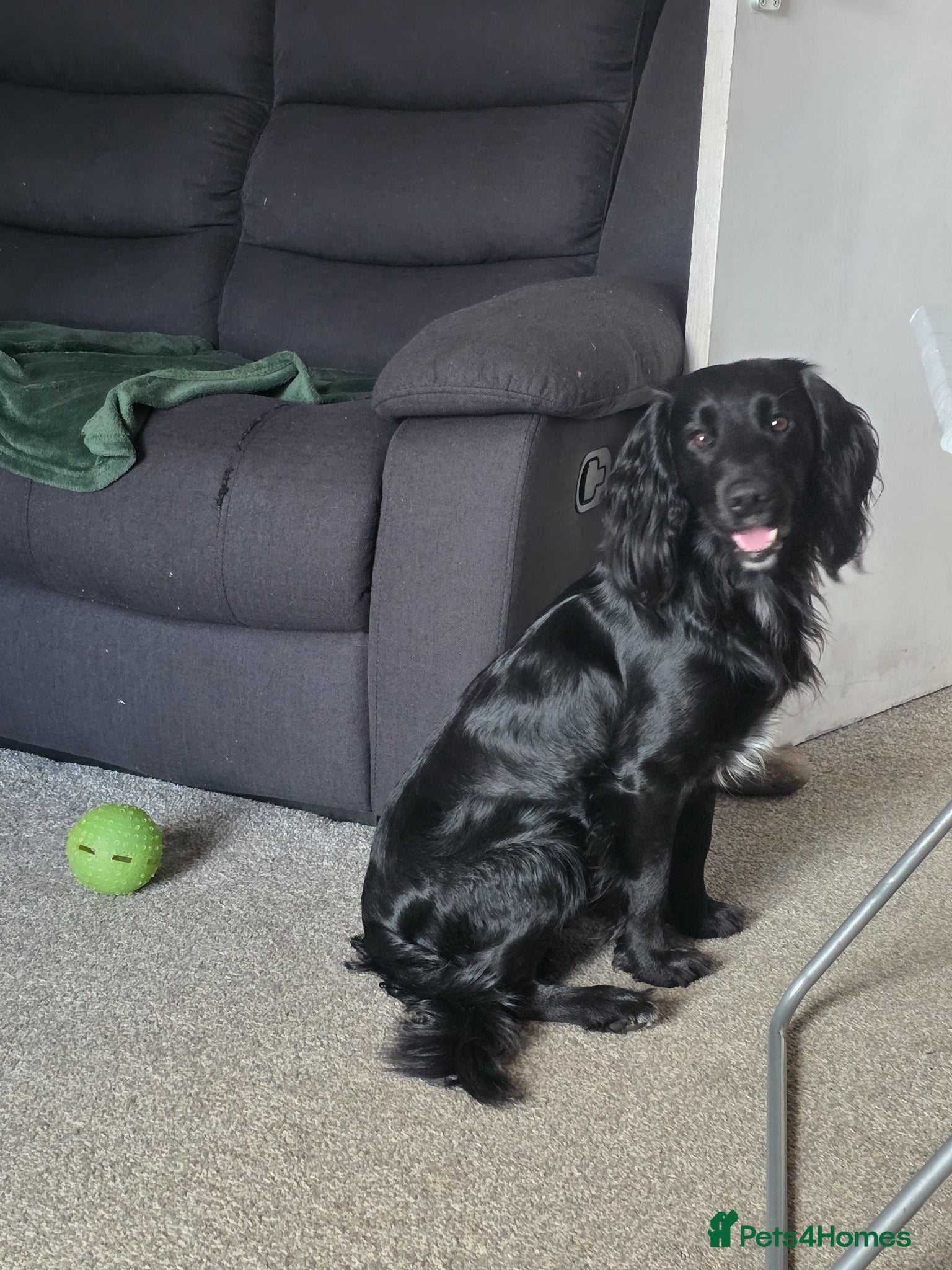 Cocker Spaniel dogs Working Cocker Spaniel for Stud - Advert 16