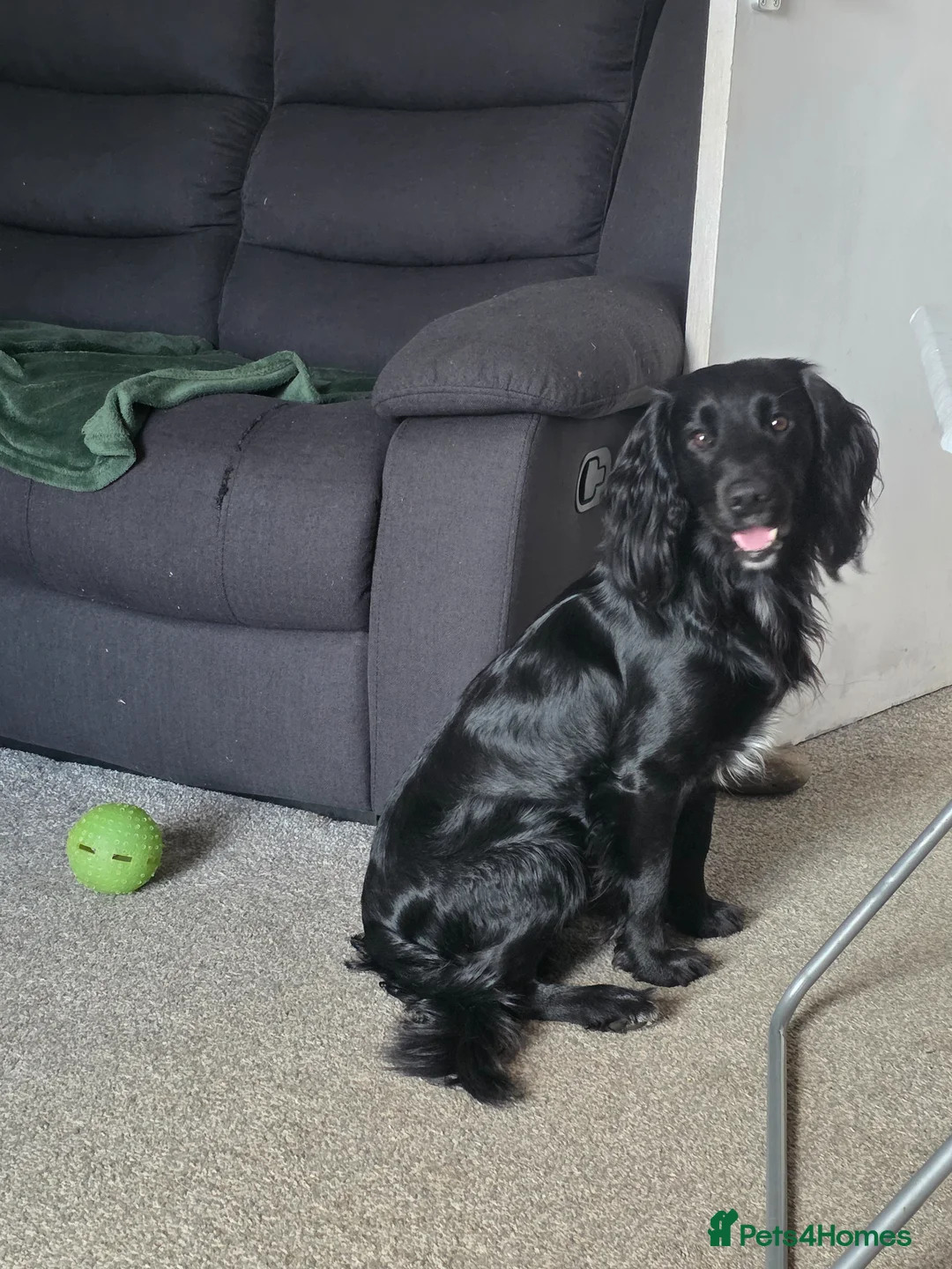 Cocker Spaniel dogs for stud: Working Cocker Spaniel for Stud - Advert 1