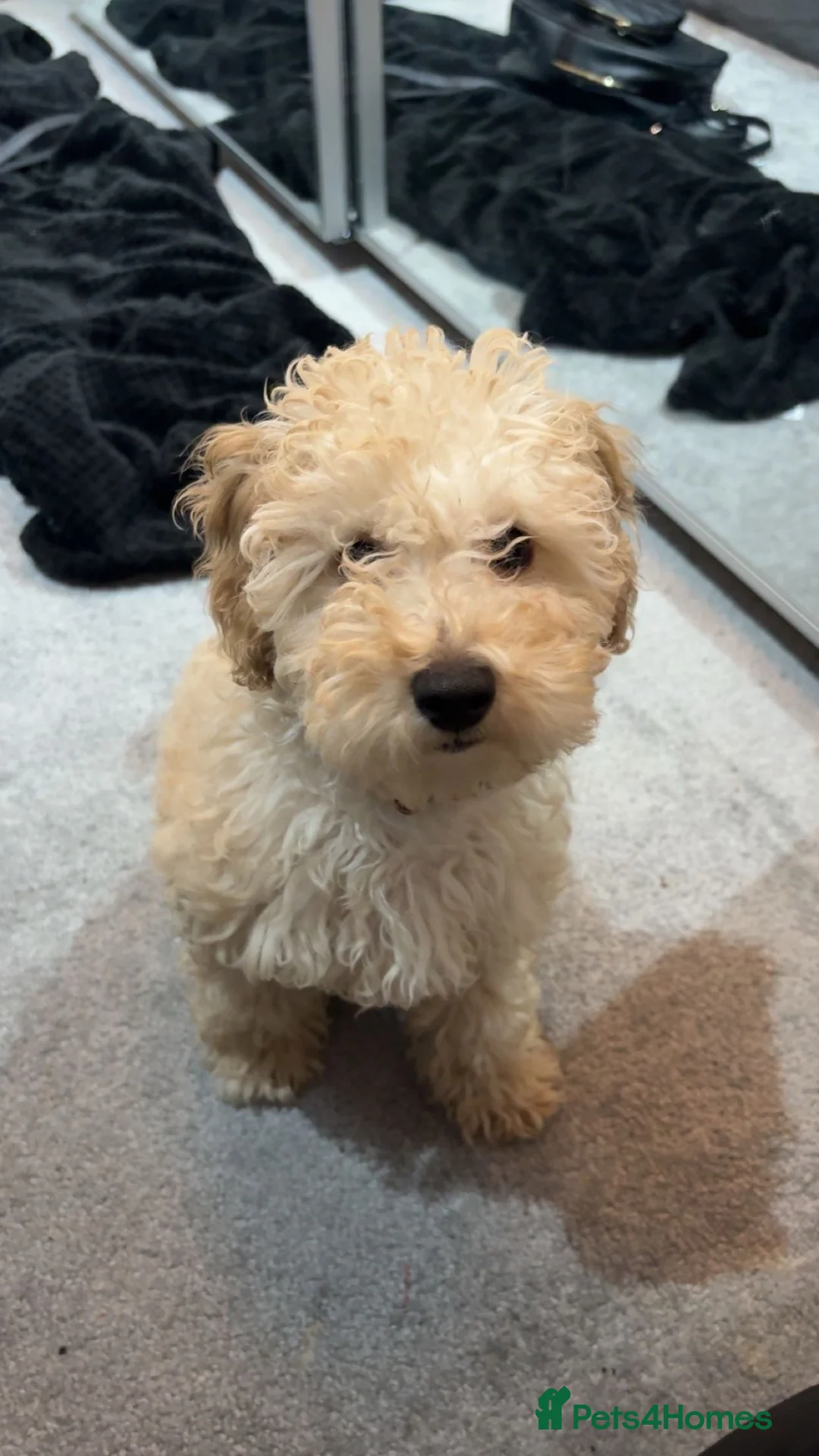 Cavapoochon dogs for sale: Cavapoochon pup - Advert 2