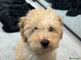 Cavapoochon dogs Cavapoochon pup - Advert 1