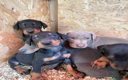 Dobermann dogs for sale: Beautiful puppy’s  - Image 6