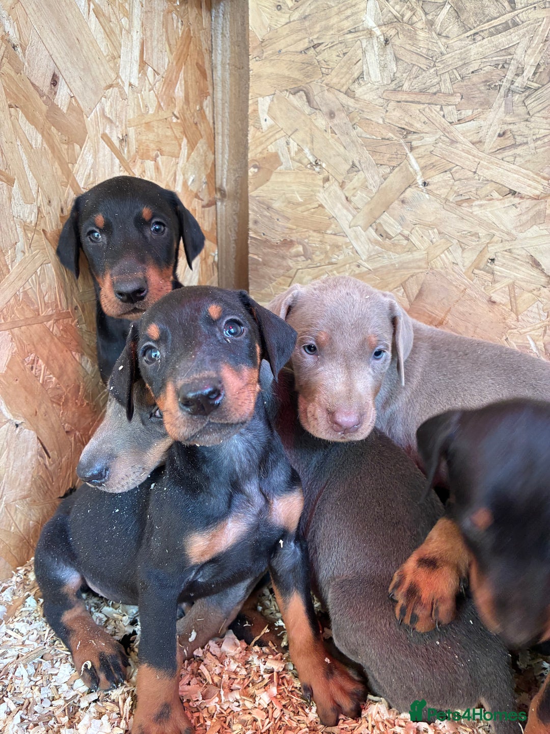 Dobermann dogs for sale: Beautiful puppy’s  - Image 6