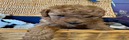 Miniature Poodle dogs for sale: Miniature Poodle puppies.  - Advert 22