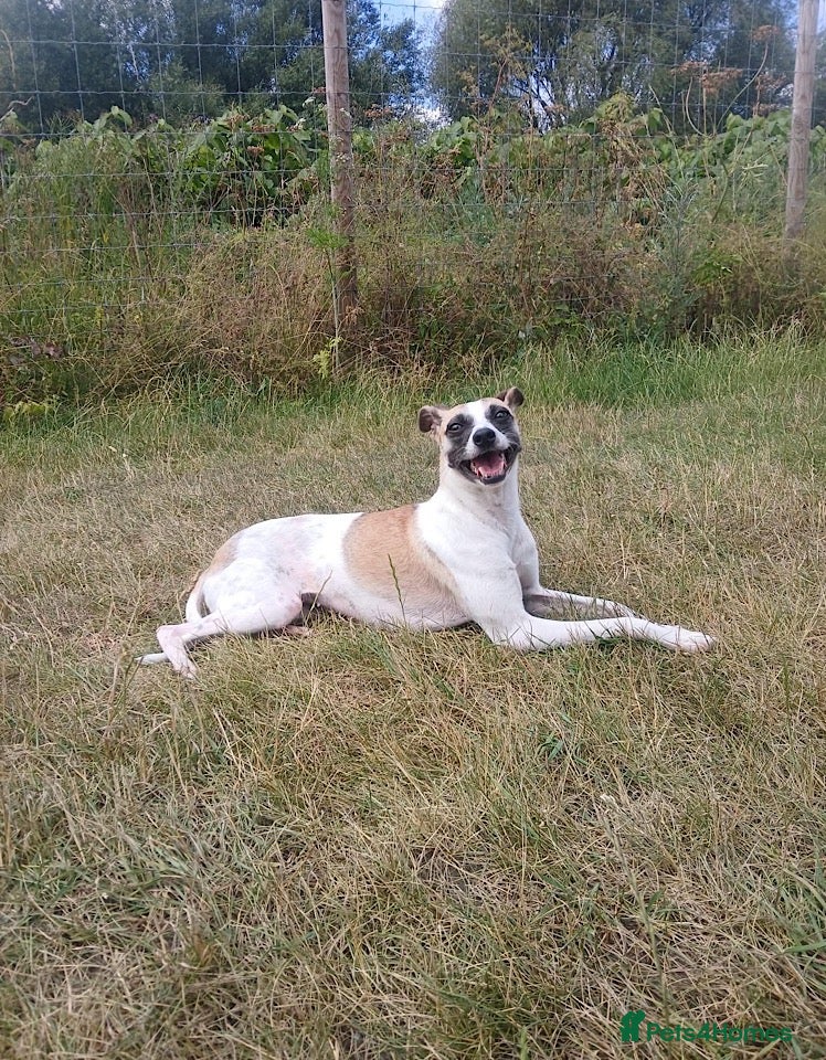 Italian Greyhound dogs Penny seeks forever home  - Advert 4