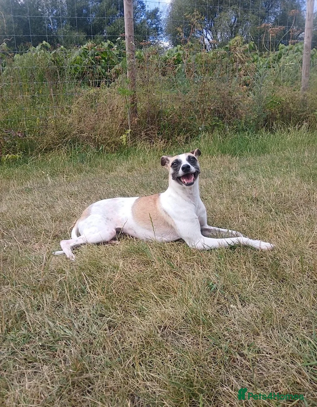 Italian Greyhound dogs for adoption: Penny seeks forever home  - Advert 1
