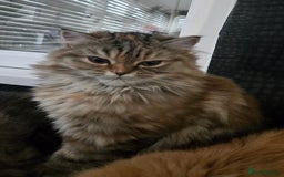 Persian cats for sale: Georgeous Persian Kitten for Sale  - Image 3