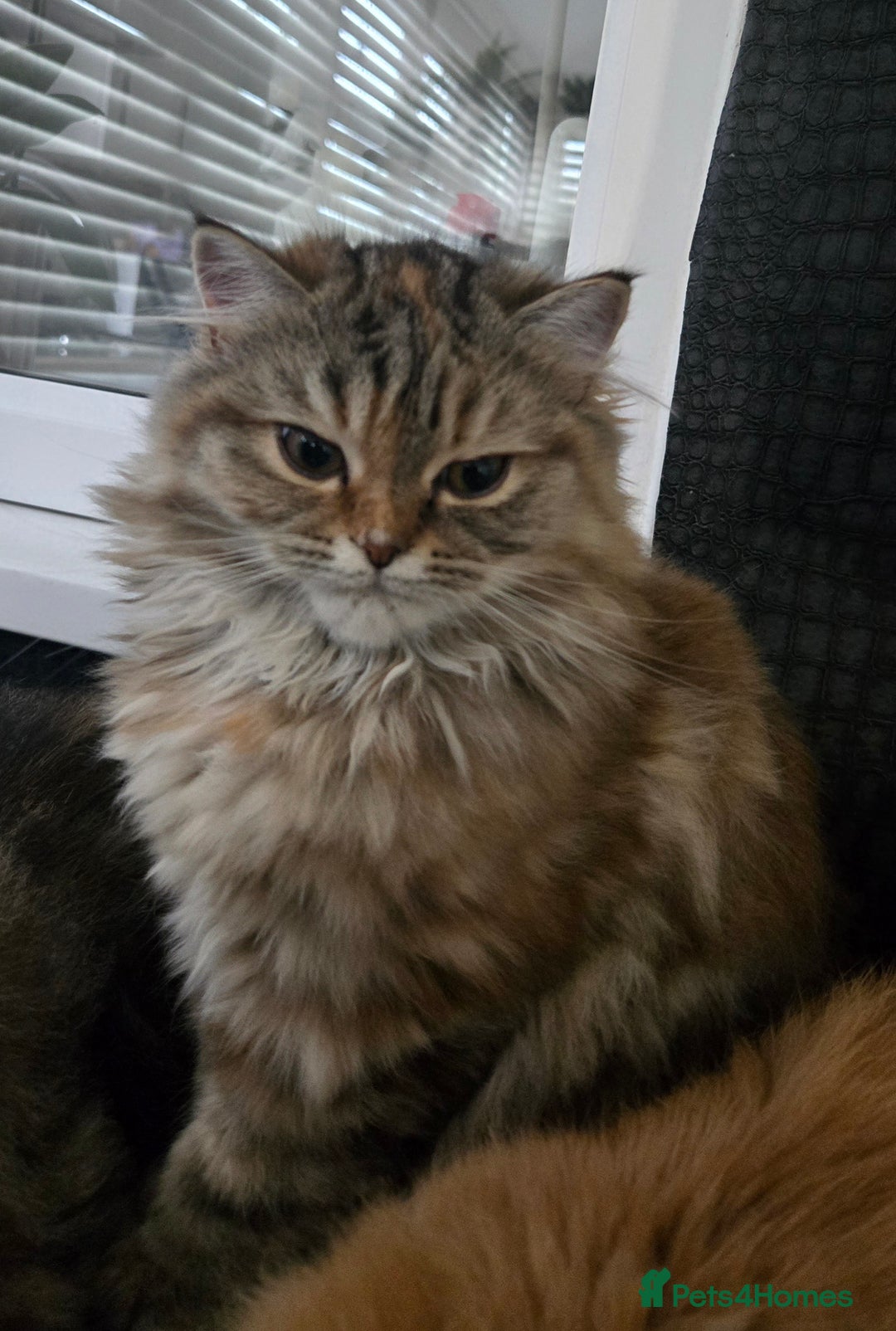 Persian cats for sale: Georgeous Persian Kitten for Sale  - Image 3