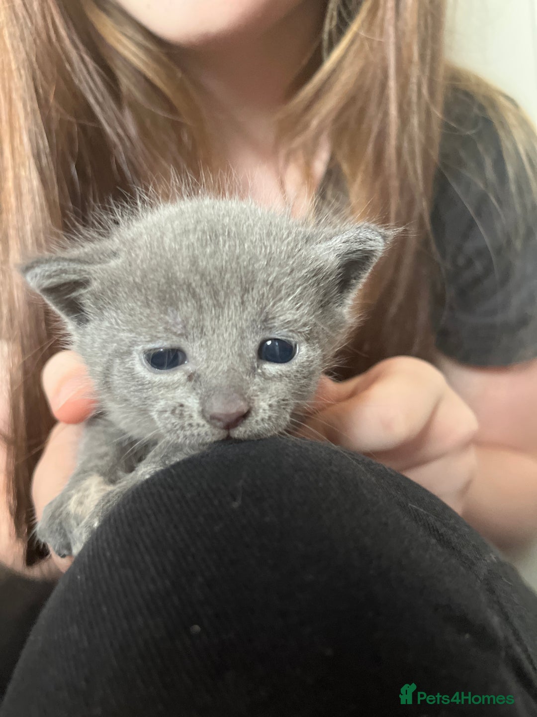 Mixed Breed cats for sale: Grey kittens  - Image 20