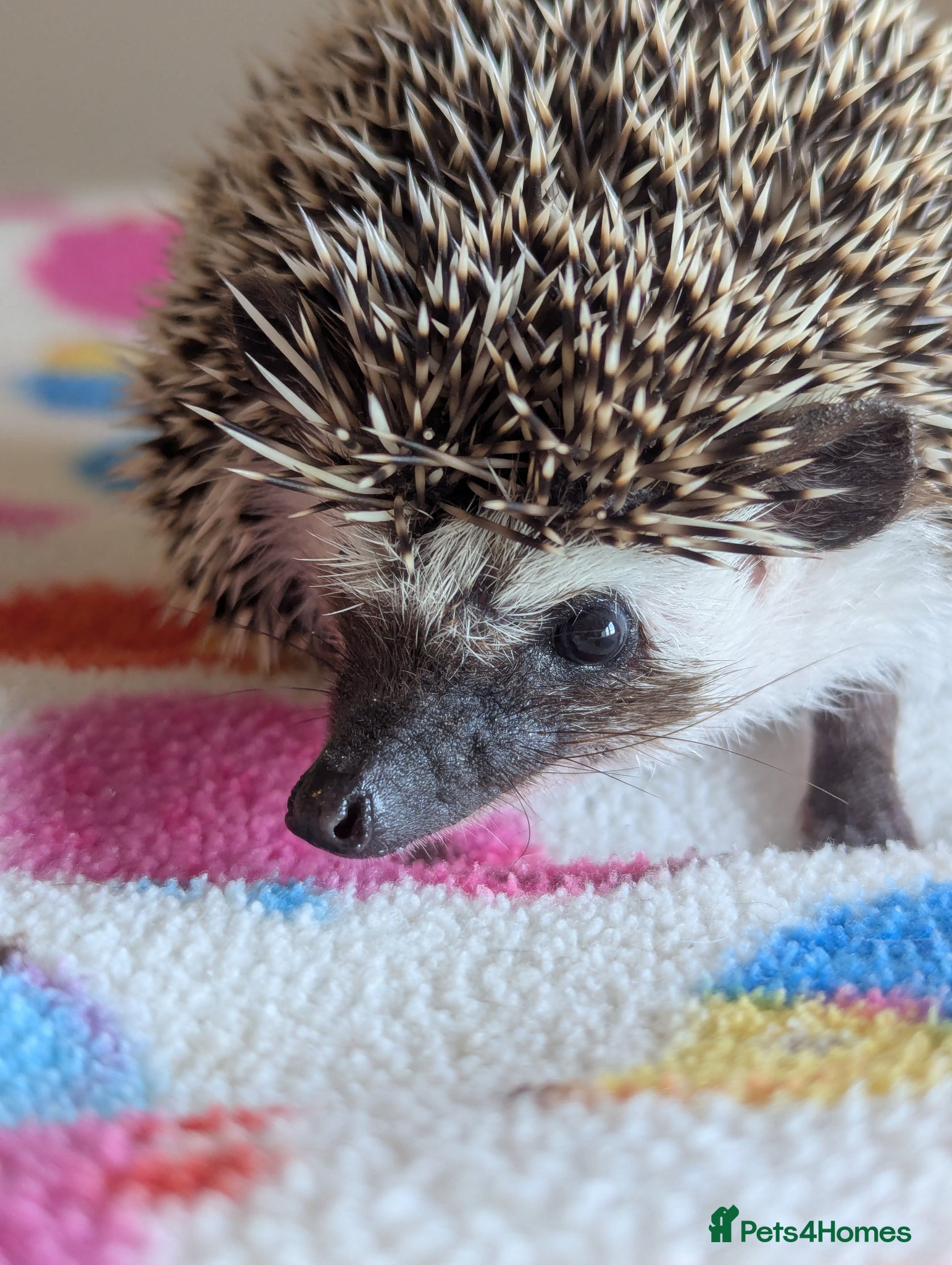 Pygmy Hedgehog rodents Gorgeous Hoglets/ REDUCED PRICES!! - Advert 1
