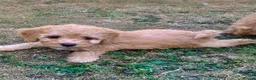 Cockapoo dogs for sale: Stunning F1B toy cockapoo puppies  - Advert 14