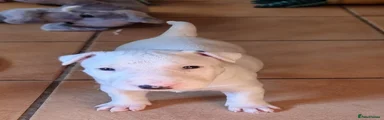 Bull Terrier 2