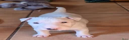 Bull Terrier dogs for sale: Bullterrier pups  - Advert 7
