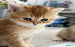 Scottish Fold cats for sale: Scottish straight/fold kittens 😸  - Image 14