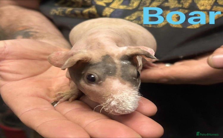 Guinea Pig rodents - Advert 6