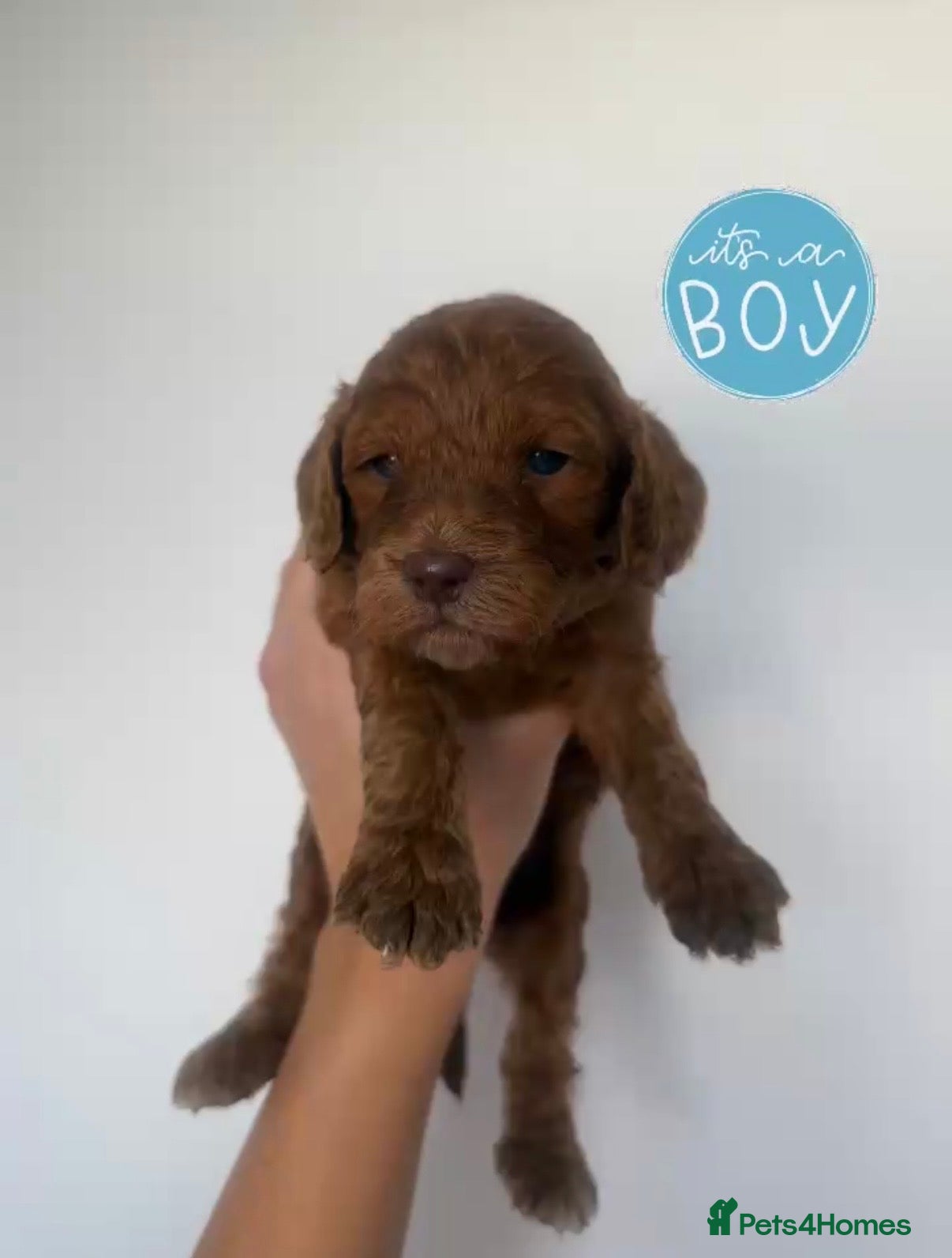 Cockapoo dogs F1 miniature cockapoo puppies🌟 - Advert 2