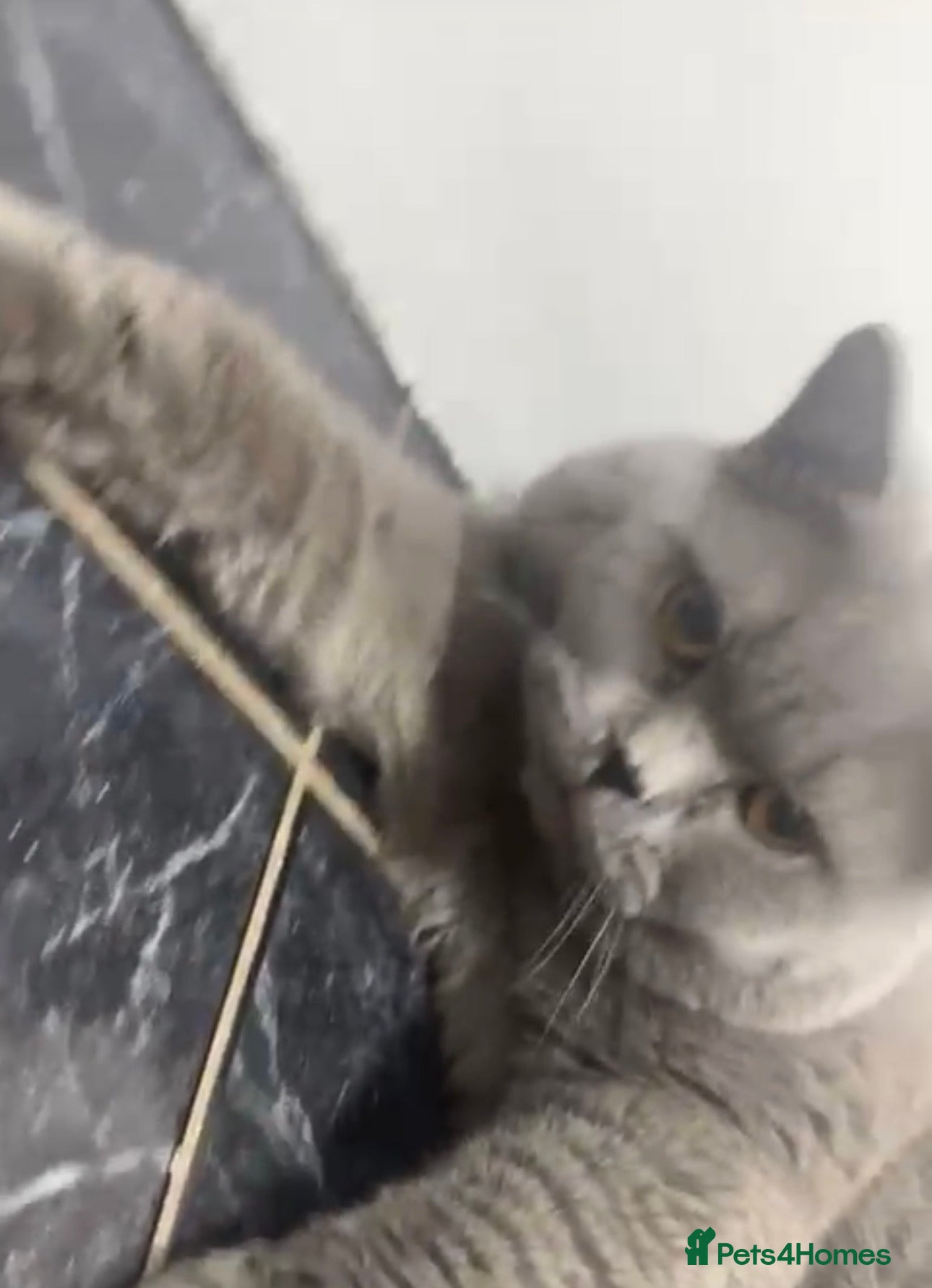 British Shorthair cats British shorthair male  - Advert 8