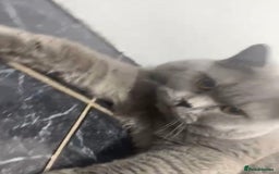 British Shorthair cats for sale: British shorthair male  - Advert 1