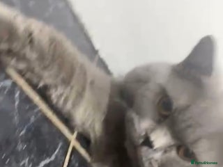 British Shorthair cats British shorthair male - Advert 1