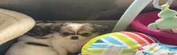 Pomchi dogs for sale: Beautiful female pomchi - Advert 25