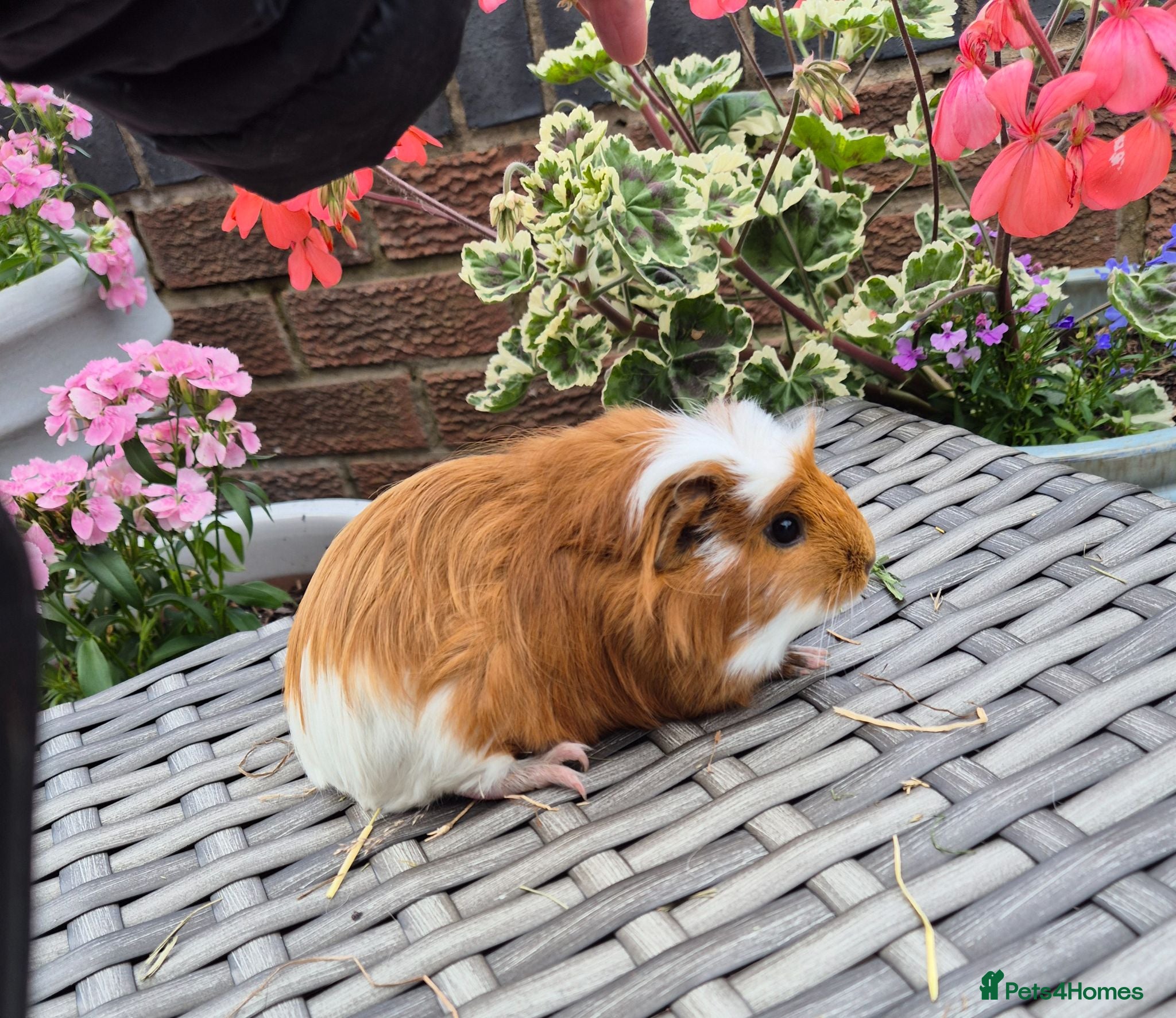 Guinea Pig rodents Female Baby Guinea Pigs Teddy & Smooth Coat - Advert 5