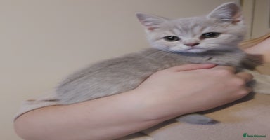 British Shorthair cats - Advert 6