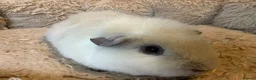 Guinea Pig rodents for sale: Lovely Adult White Male Teddy Guinea Pig - Advert 3
