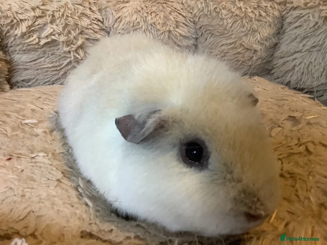 Guinea Pig rodents for sale: Lovely Adult White Male Teddy Guinea Pig - Advert 3