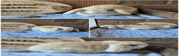 Mini Lop rabbits for sale: Gorgeous pure breed mini lops  - Advert 8