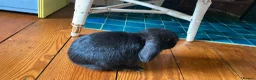 Mini Lop rabbits for sale: Two delightful mini hops seek a forever home - Advert 5
