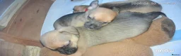 Chihuahua dogs for sale: Chihuahua puppies  - Advert 6