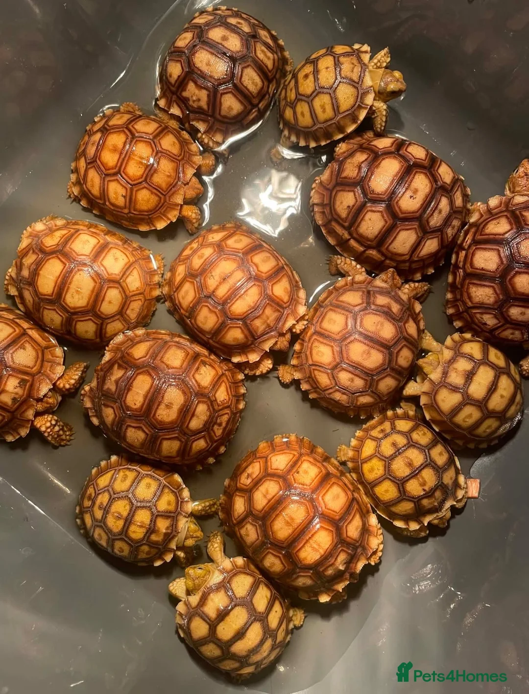 Tortoise reptiles for sale: Baby sulcata tortoise  - Advert 3