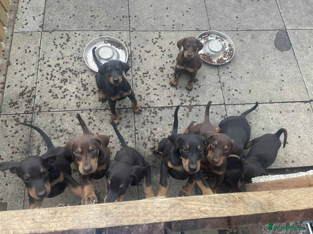 Dobermann dogs for sale: Doberman puppies  - Image 7