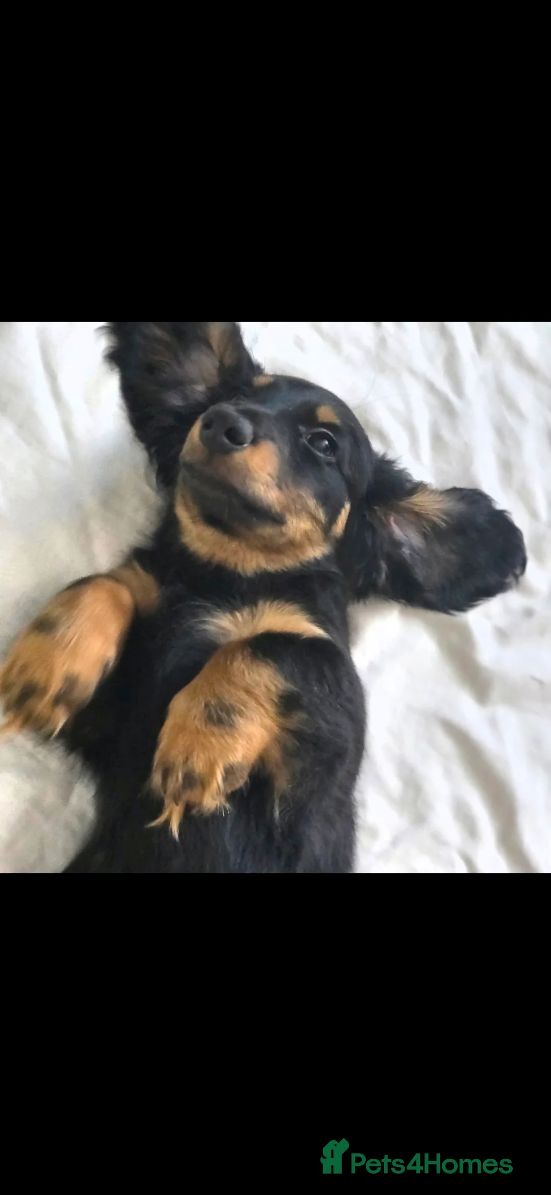 Miniature Dachshund dogs for sale: Longhaired Dachshunds - Advert 2